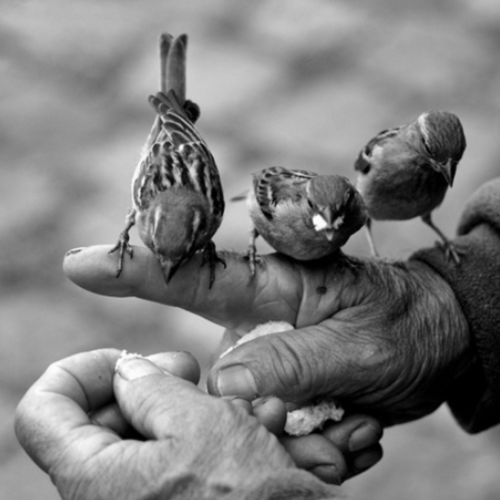 3 Little Birds Literary Scent